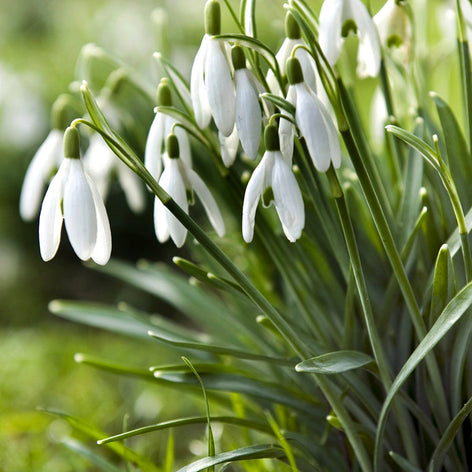 Galanthus (Snödroppar) Köp Galanthus Elwesii (Turkisk snödroppe) - DutchGrown™