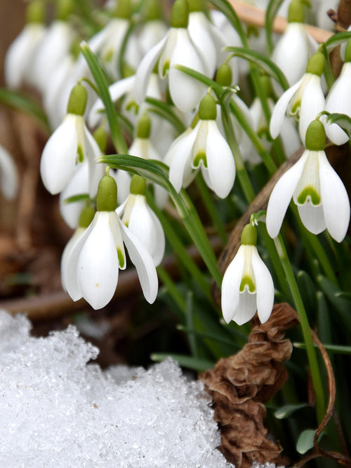 Galanthus Elwesii (Turkisk snödroppe)