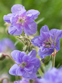 Näva Azure Skies