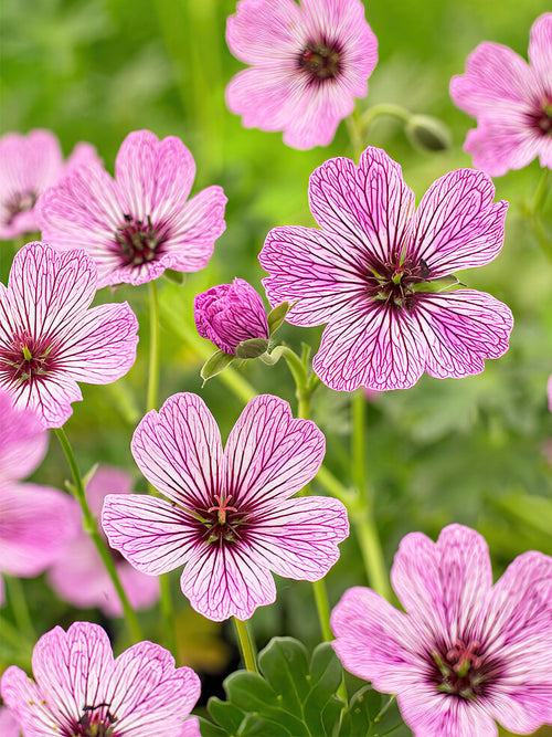 Näva Silkesnäva Ballerina Barrotade perenner