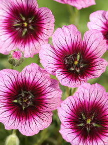 Näva Jolly Jewel Violet