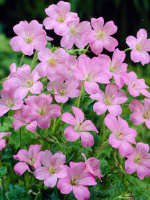 Näva Wargrave Pink