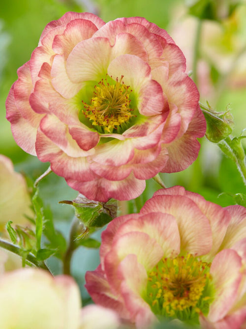 Geum Cosmopolitan Barrotade perenner