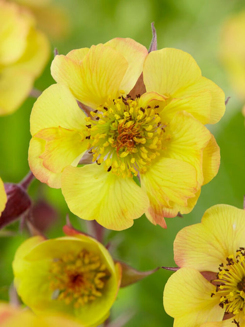 Köp Geum Tequila Sunrise