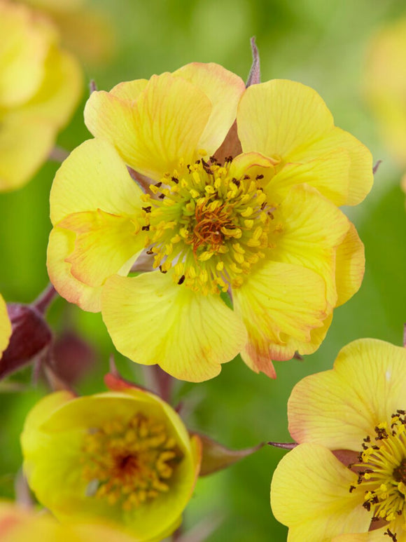 Köp Geum Tequila Sunrise