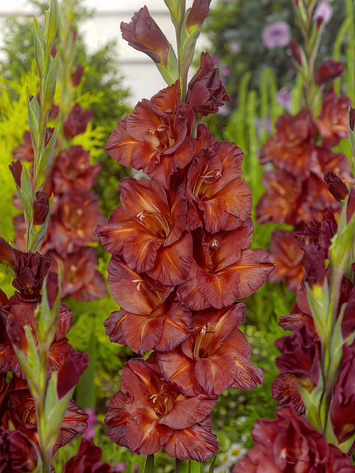 Köp Gladiolus Chocolate