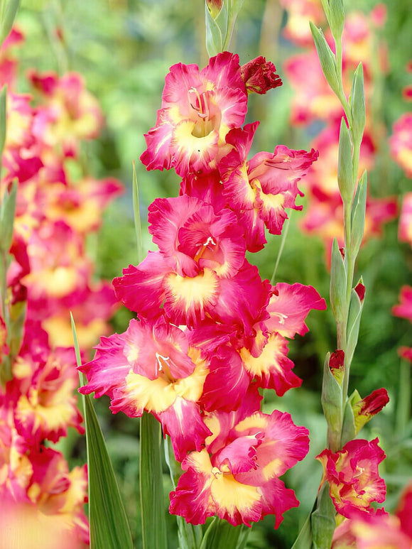 Gladiolus Far West