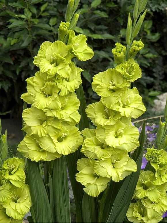  Gladiolus Green Star