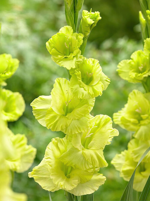 Köp Gladiolus Green Star