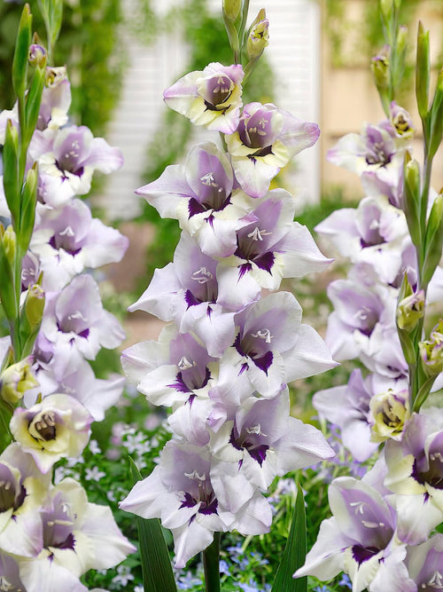 Gladiolus Verax