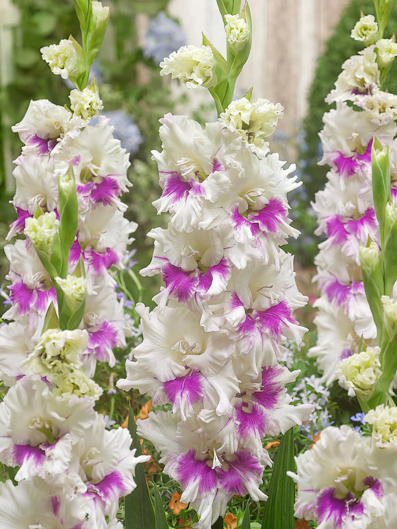 Gladiolus Violet Heart