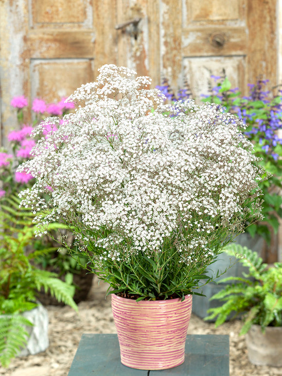 Köp Gypsophila paniculata White