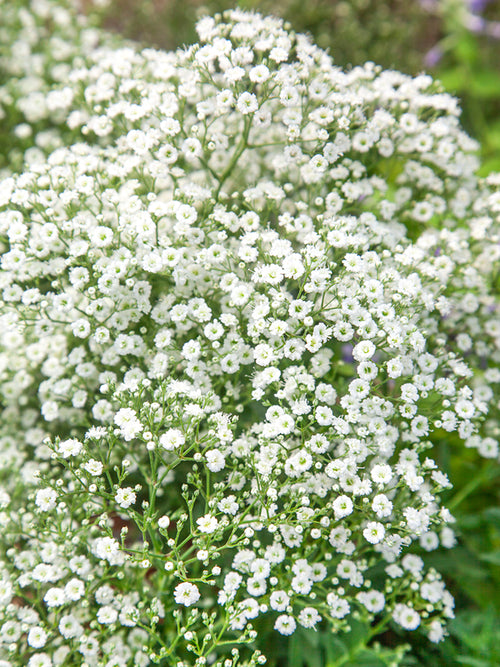 Gypsophila paniculata White barrotsplantor av högsta kvalitet!