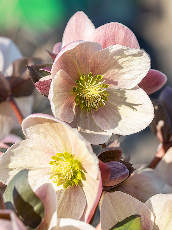 Köp Julros Apricot Beauty