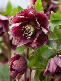 Julros Double Ellen Red