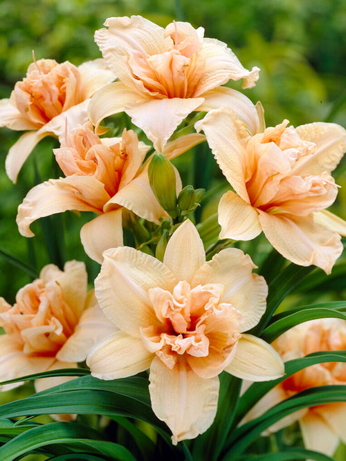 Daglilja 'Double Dream' (Hemerocallis) Barrot 