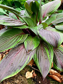 Funkia 'Red Ninja' (Hosta)