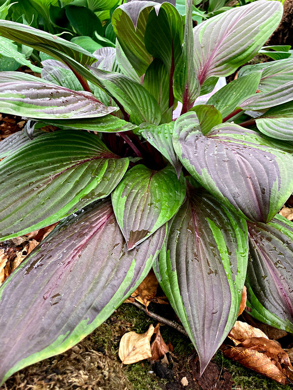 Köp Hosta RED NINJA ('Nk2021'), leverans på våren
