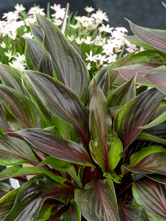 Hosta RED NINJA ('Nk2021') med klarröda bladskaft