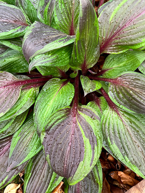 Köp Hosta RED NINJA ('Nk2021') online