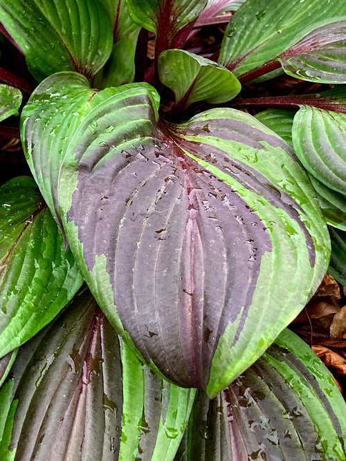Hosta RED NINJA ('Nk2021') för sol och halvskugga