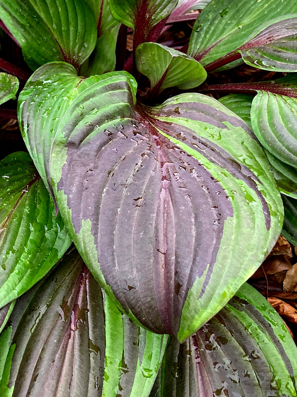 Hosta RED NINJA ('Nk2021') för sol och halvskugga