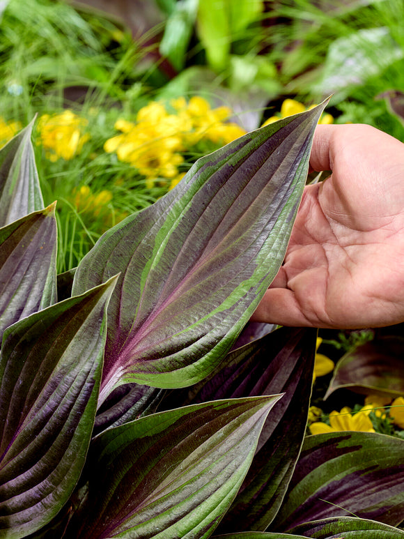 Hosta RED NINJA ('Nk2021') för rabatter och krukor