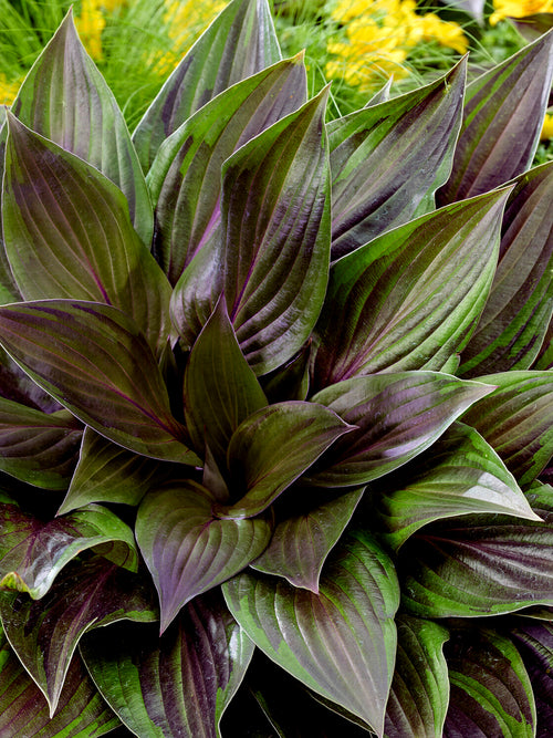 Chelsea Plant of the Year 2026 Hosta RED NINJA