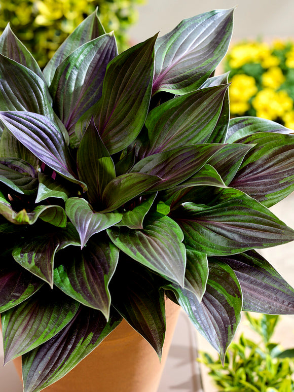 Härdig Hosta RED NINJA ('Nk2021')