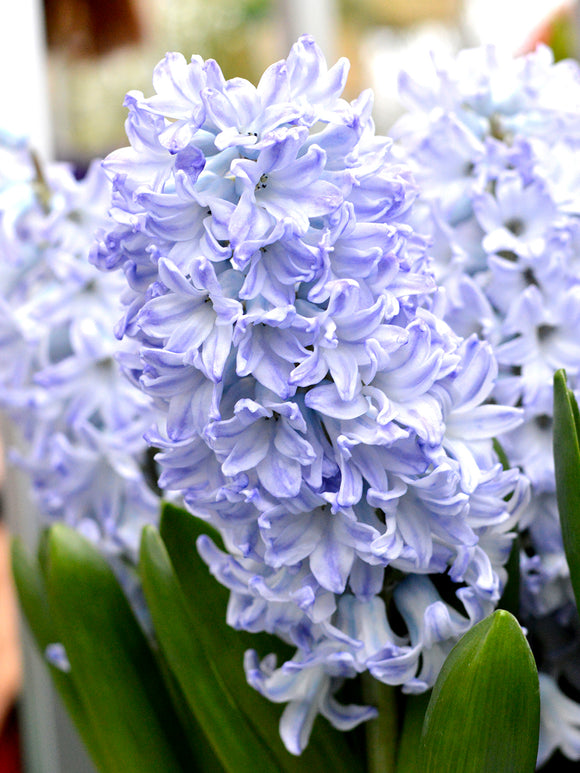 Köp Hyacint Blue Eyes från Holland hos DutchGrown™