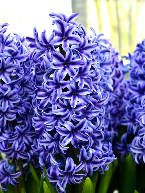 Köp Hyacint Blue Jacket | Från Holland hos DutchGrown™