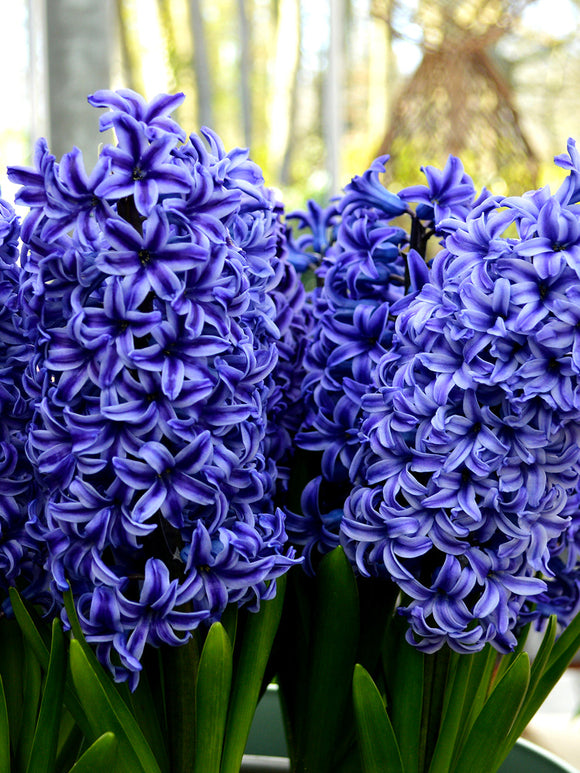 Köp Hyacint Blue Jacket från Holland hos DutchGrown™