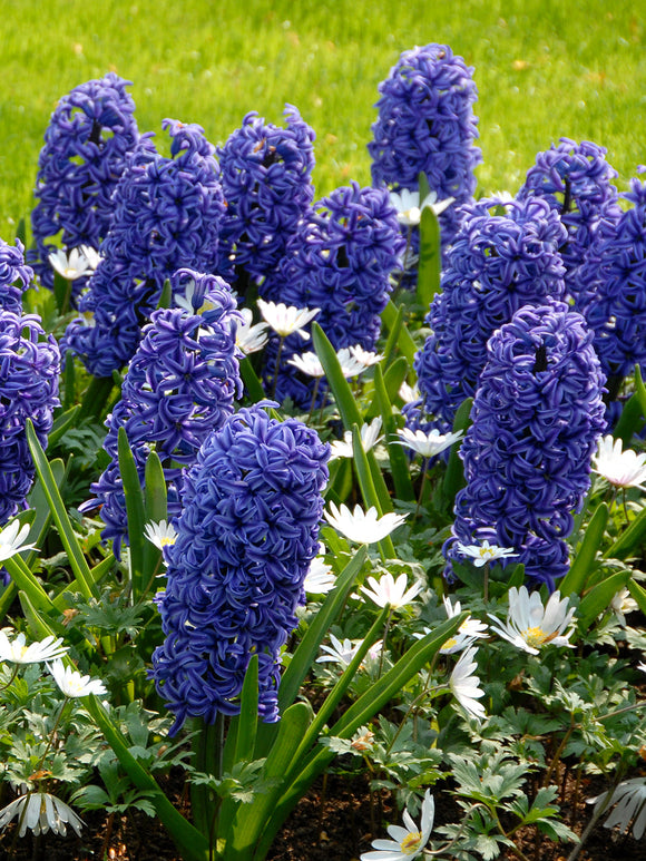 Köp Hyacint Blue Jacket | Från DutchGrown™