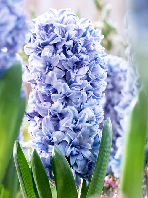 Köp Hyacint Blue Tango - Blomsterlökar från Holland | DutchGrown™