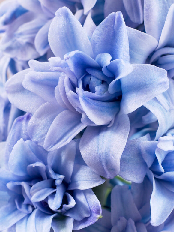 Köp Hyacint Blue Tango - Blomsterlökar från DutchGrown™