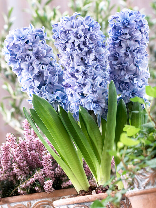 Hyacint Blue Tango - Blomsterlökar från Holland | DutchGrown™
