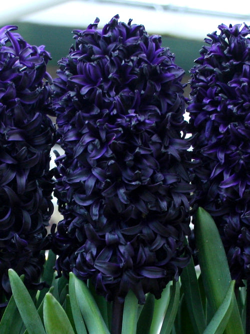 Köp Hyacint Dark Dimension från Holland | DutchGrown™