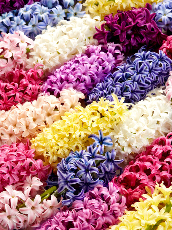 Hyacint Empire State Mix | Blomsterlökar från DutchGrown™
