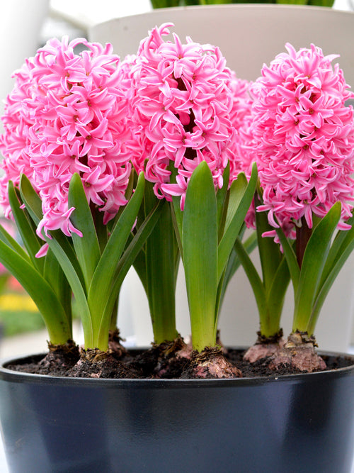 Köp Hyacint Pink Pearl | Blomsterlökar från DutchGrown™