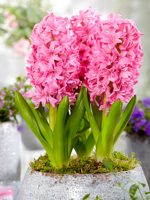 Köp Hyacint Pink Pearl | DutchGrown™
