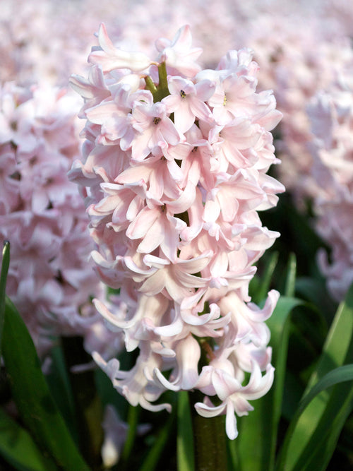 Köp Hyacint Pink Surprise från Holland | DutchGrown™