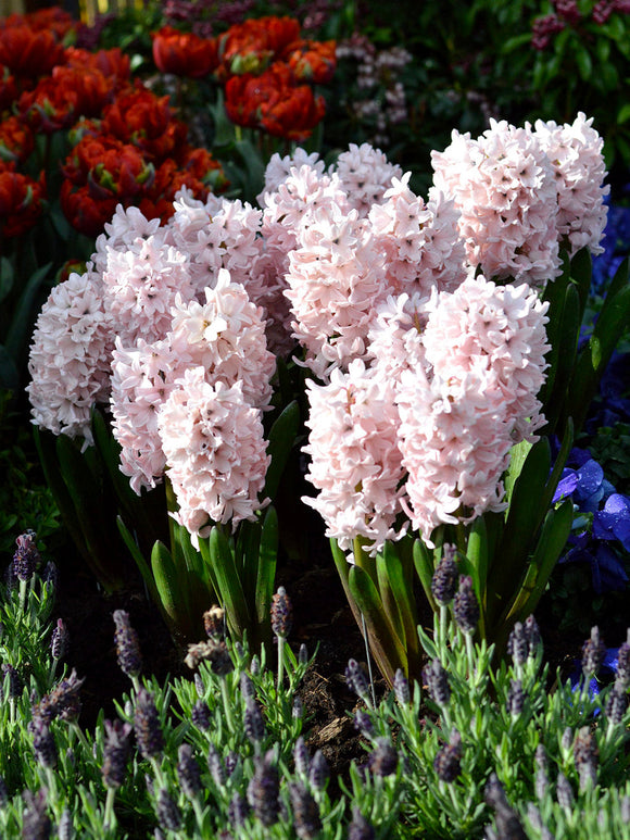 Hyacint Pink Surprise från Holland | DutchGrown™