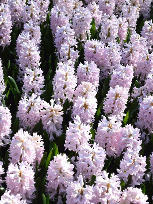 Köp Hyacint Pink Surprise | DutchGrown™