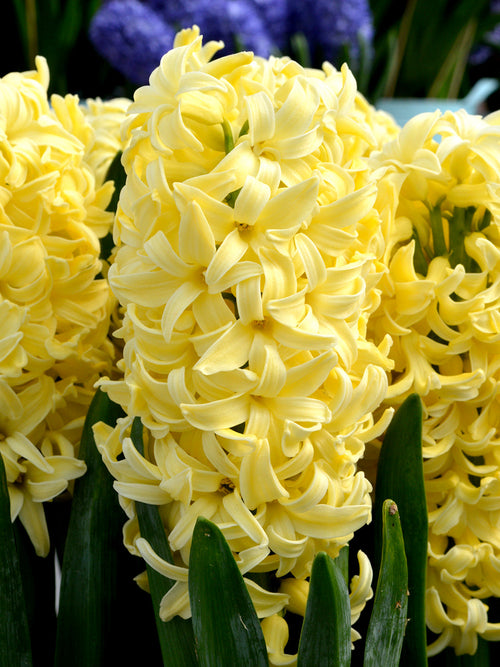 Köp Hyacint Yellow Queen | Blomsterlökar från DutchGrown™