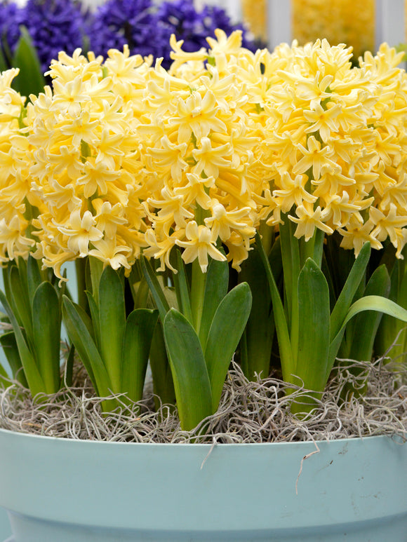 Hyacint Yellow Queen | Blomsterlökar från DutchGrown™
