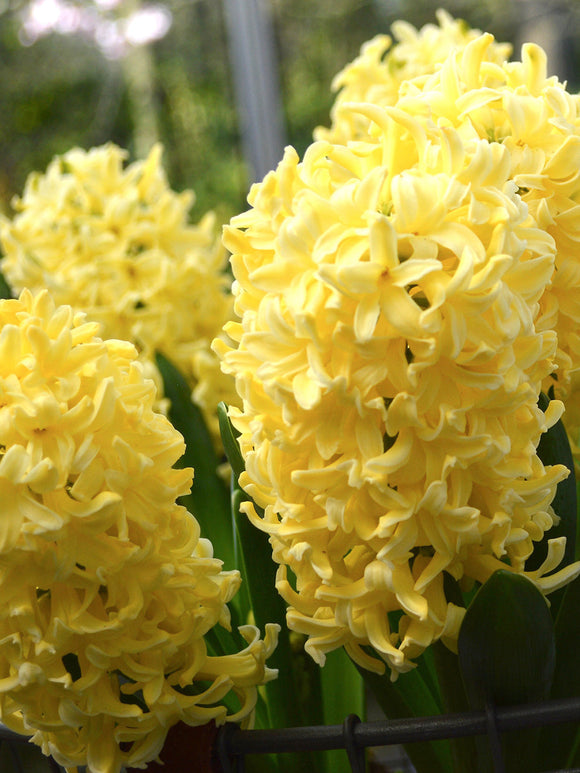 Köp Hyacint Yellow Queen | DutchGrown™