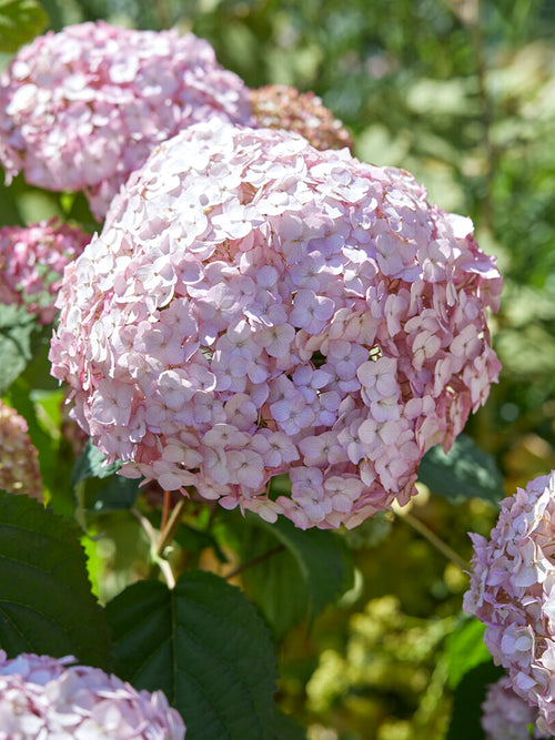 Hortensia Candybelle Bubblegum