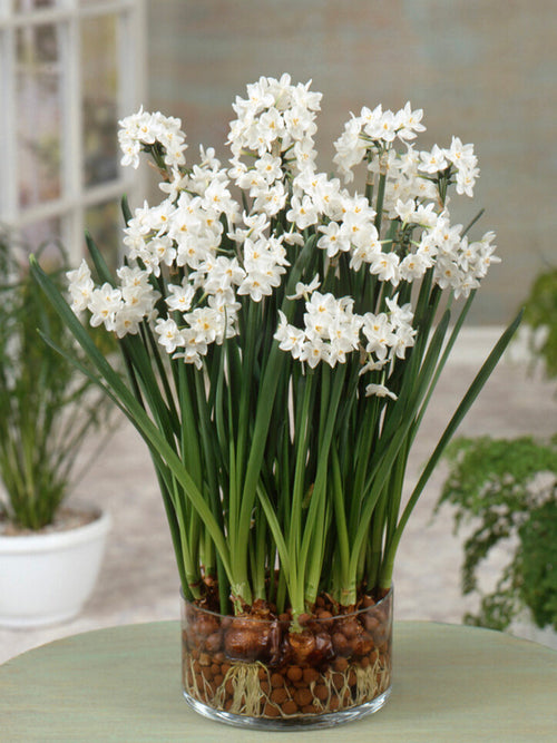 Inomhus Narcissus Tazett (Ziva) | DutchGrown™