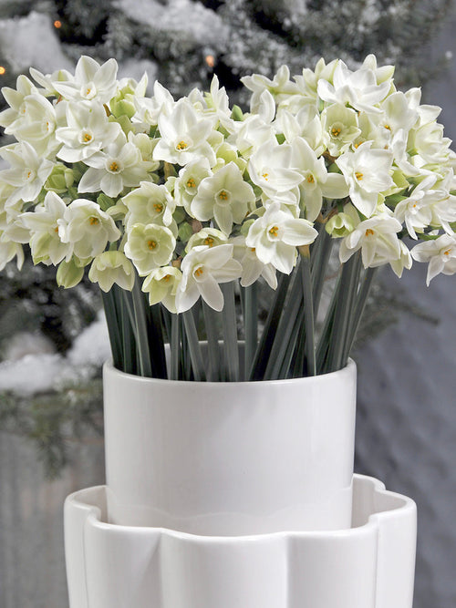 Köp Inomhus Narcissus Tazett (Ziva) | DutchGrown™