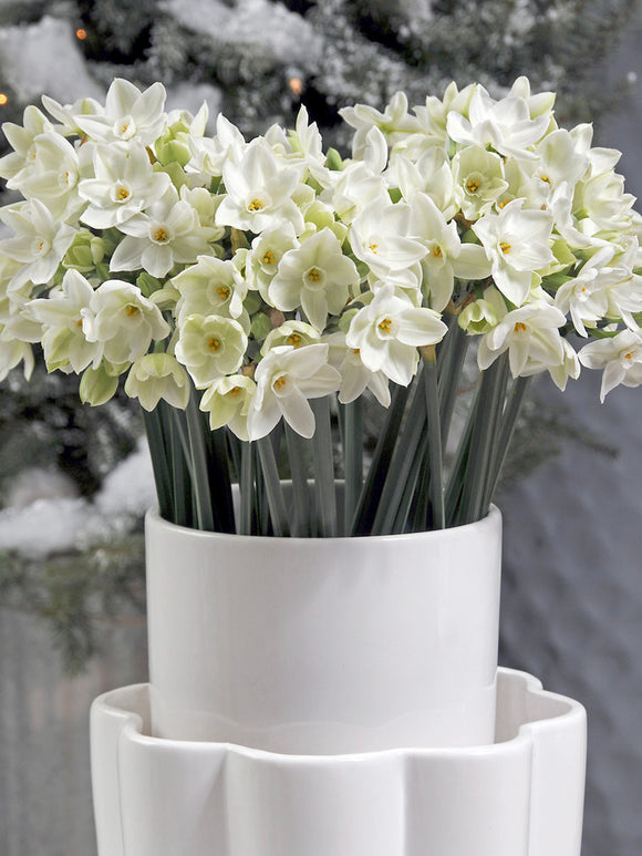 Köp Inomhus Narcissus Tazett (Ziva) | DutchGrown™